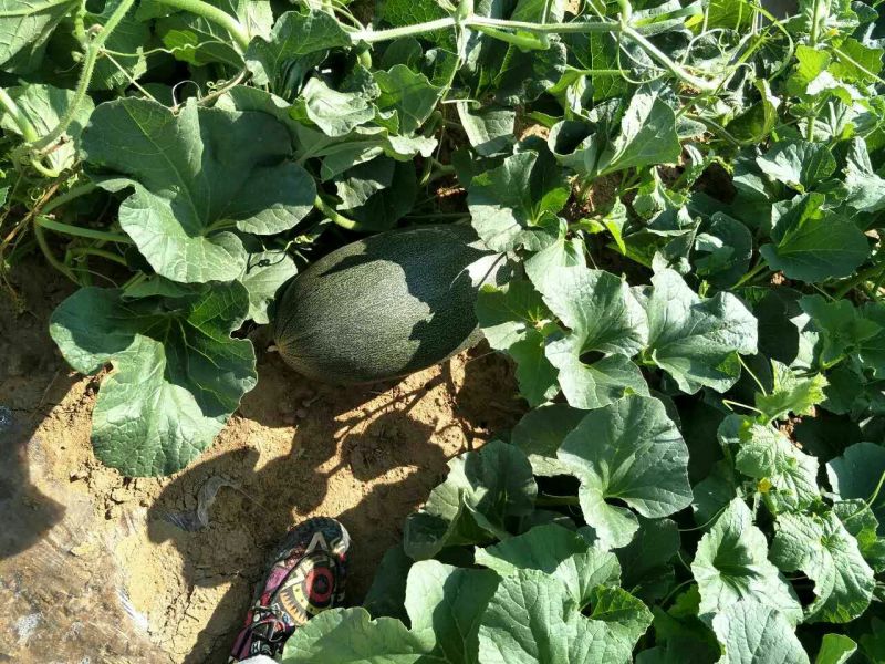 伽师瓜5斤以上长形