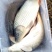 池鲤鱼食用2~3公斤