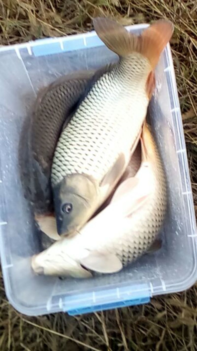 池鲤鱼食用2~3公斤