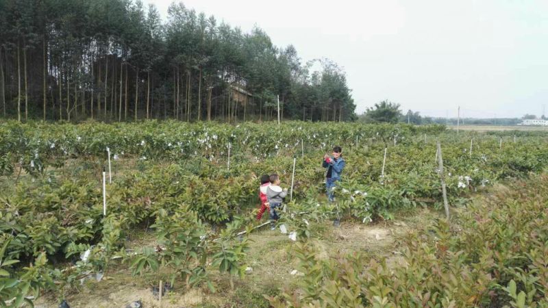 西瓜番石榴苗50~80cm