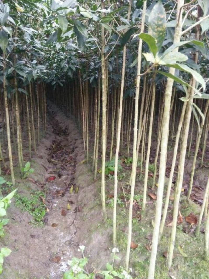 桂花树丹桂八月桂金桂四季桂血桂