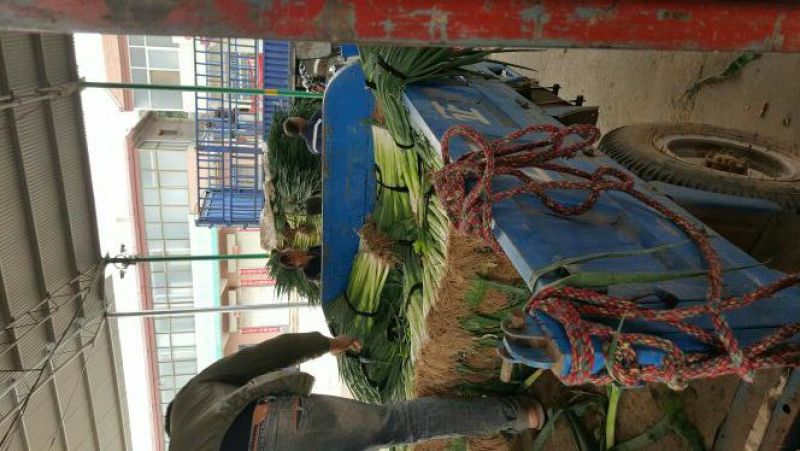 大葱净葱葱白40公分起步，精品钢葱大量供应