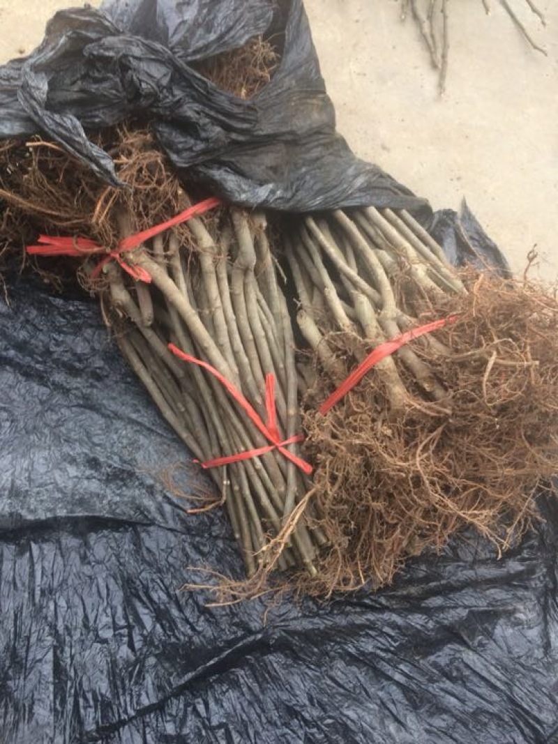 无花果苗波姬红，青皮无花果苗