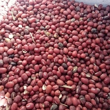 红小豆散装
