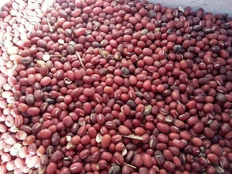 红小豆散装