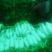白萝卜1.5~2斤起