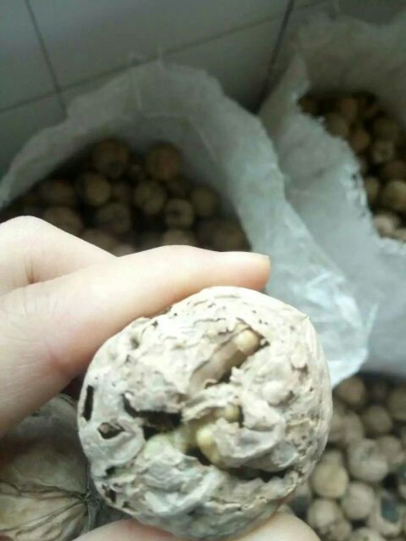 纸皮核桃去皮干