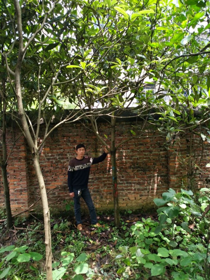 枇杷树