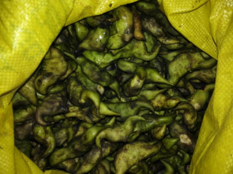 脱皮老菱角家菱产地直销脱皮菱角（菱角种子提前预约）