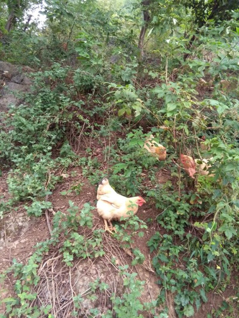 三黄土鸡原生态虫草鸡土公鸡九七到十二个月