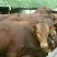 成年肉牛1000斤以上