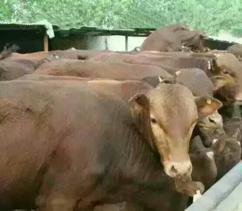 成年肉牛1000斤以上