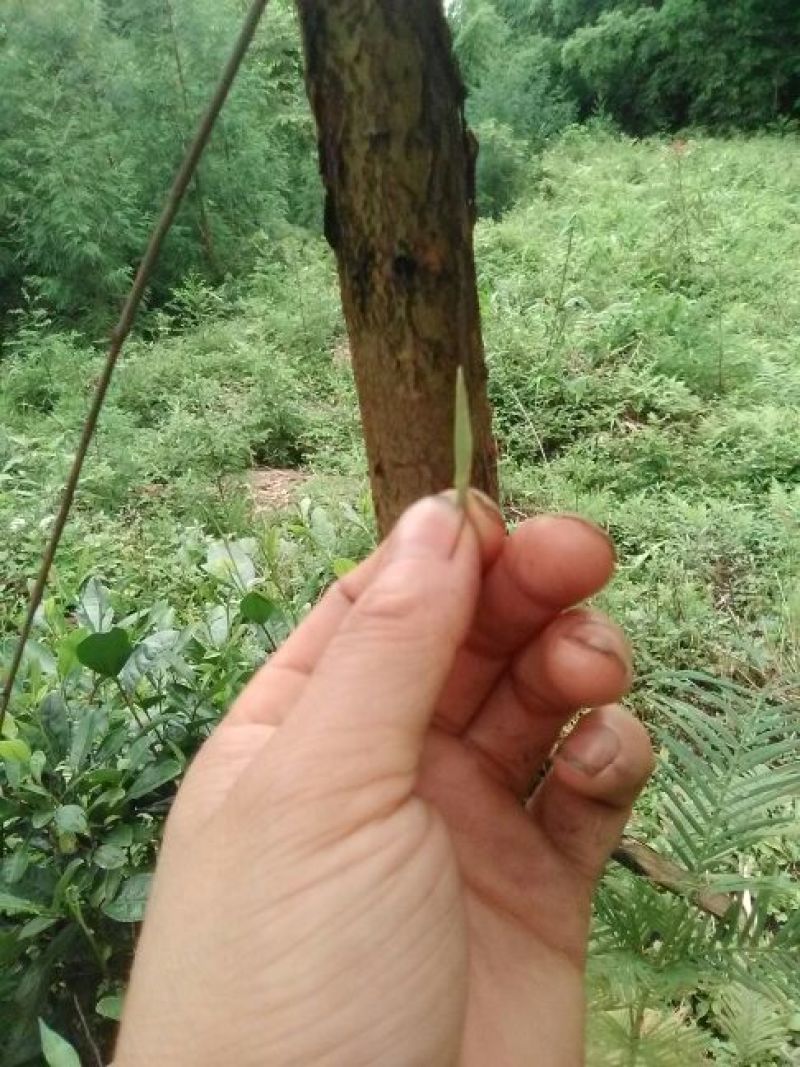 本山茶二级