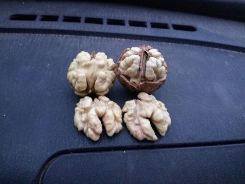 大泡核桃去皮干