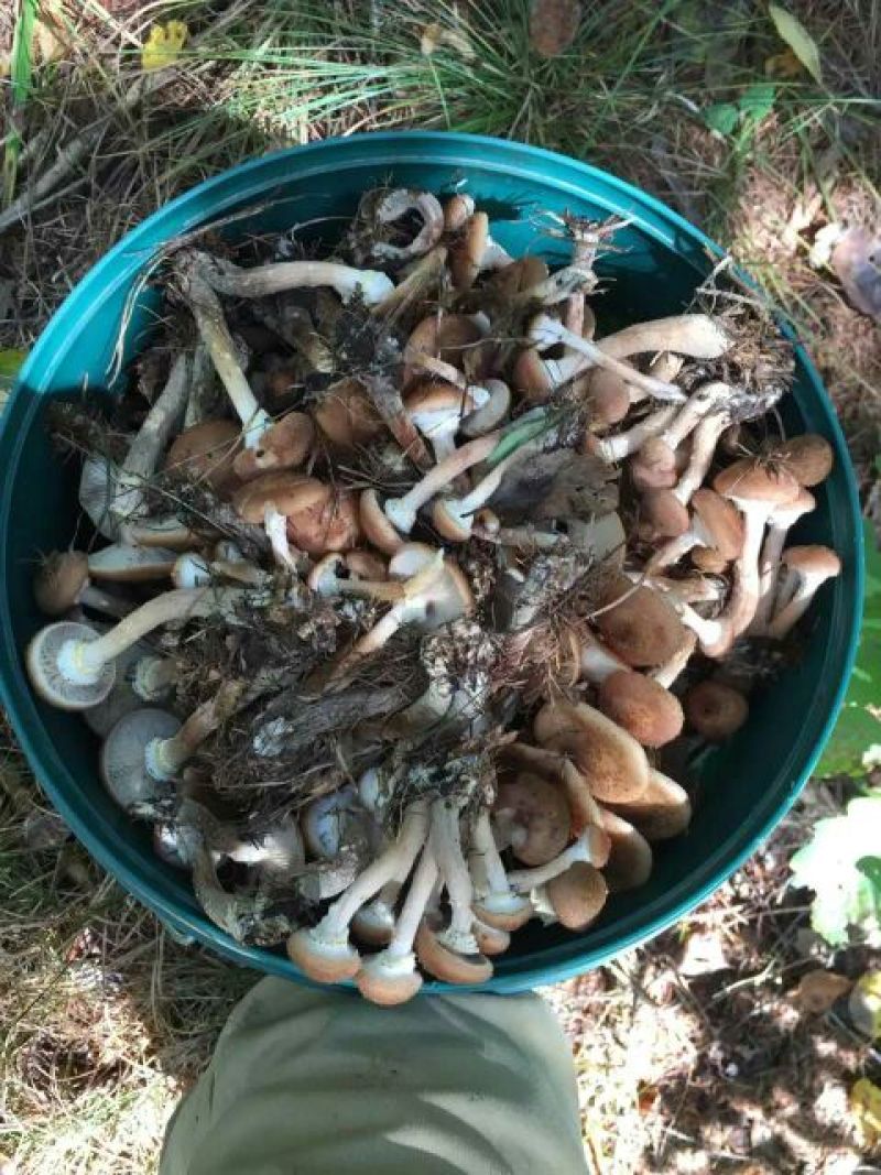 树秋菌特级