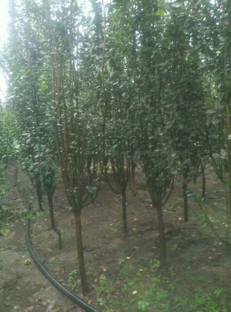 海棠4~6cm4~6cm4cm以下