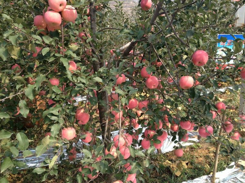 红富士苹果批发产地山东苹果价格果园现摘