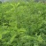 花椒苗0.5~1年