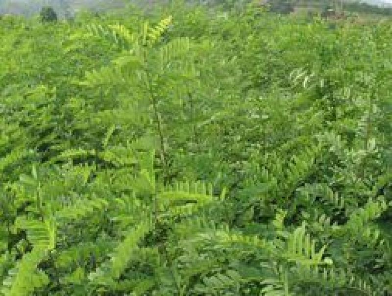 花椒苗0.5~1年