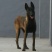 马犬公