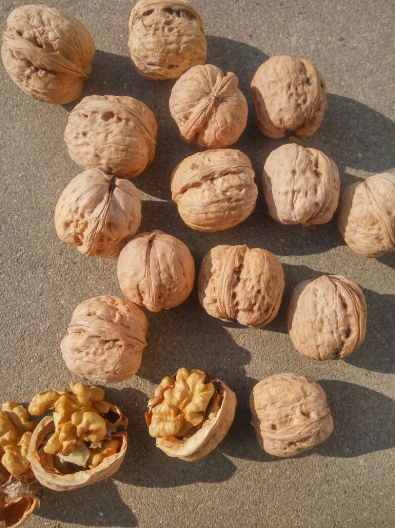 薄皮核桃30mm以上去皮干