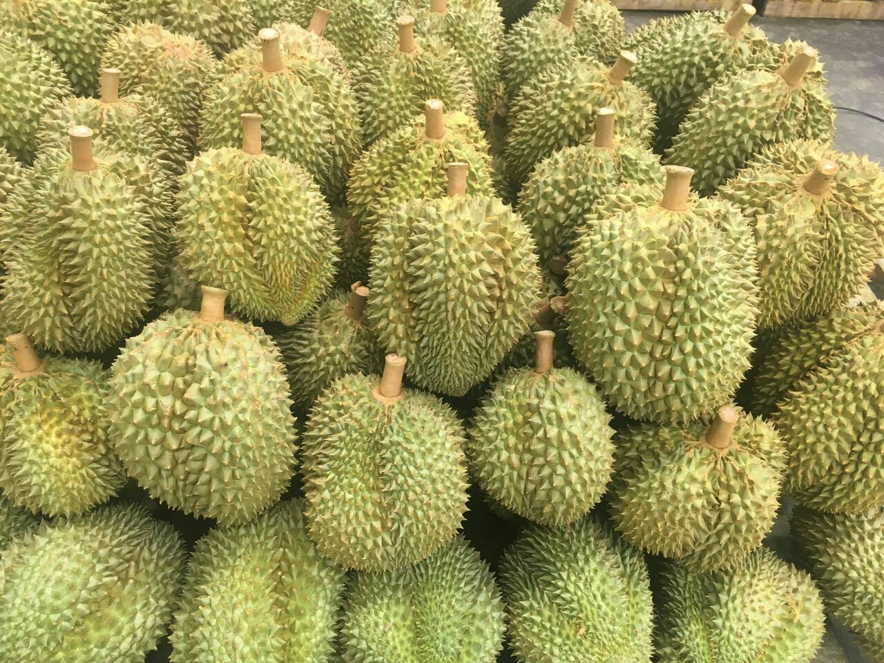 云南昆明市泰国榴莲 5~8斤批发_陈超供应_一