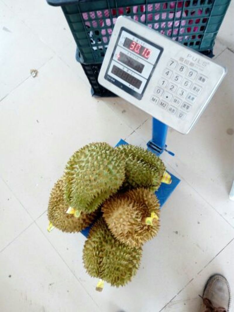 干荛榴莲5~8斤