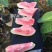 番石榴苗