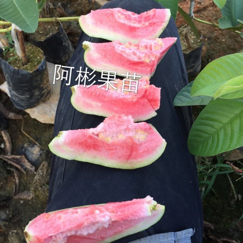 番石榴苗