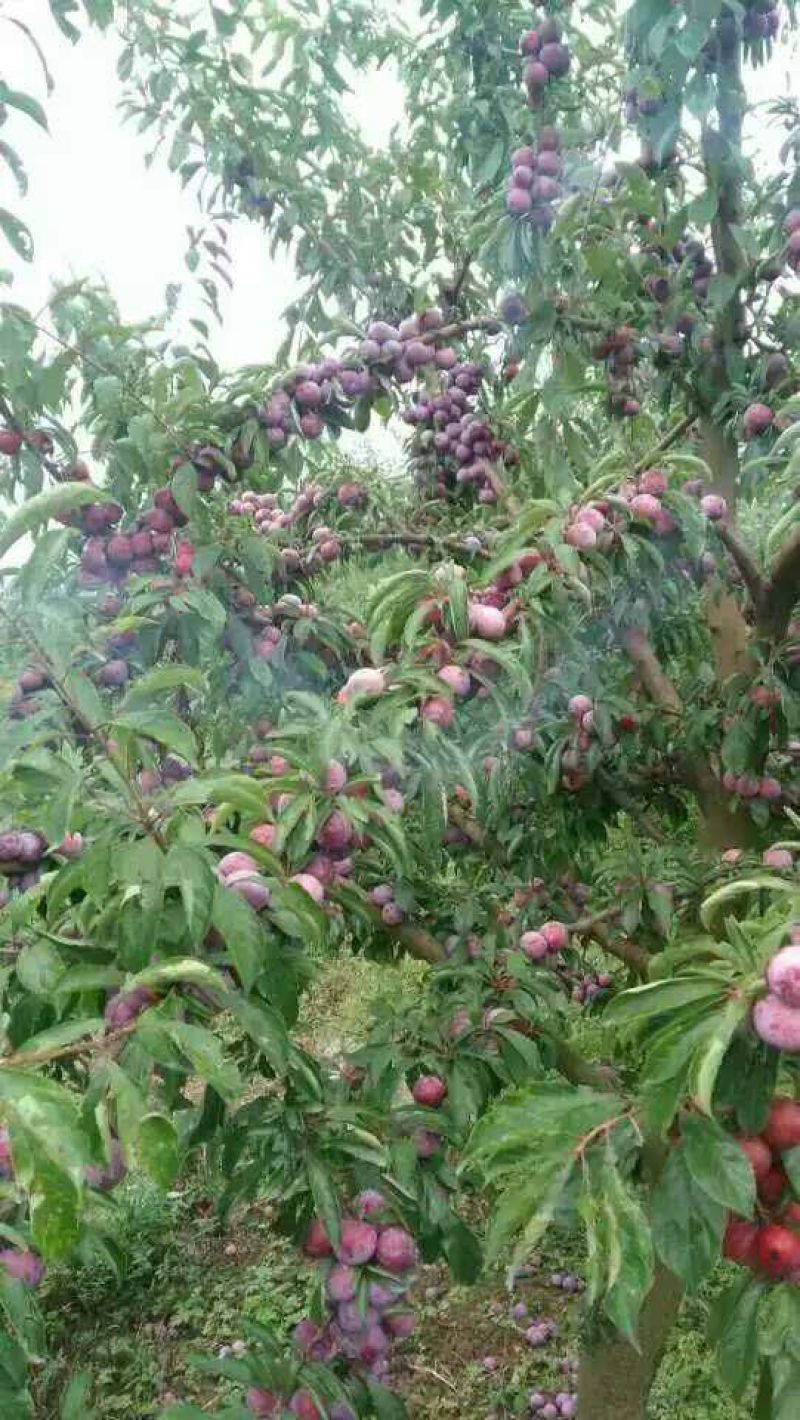 李子树苗免费提供种植技术指导