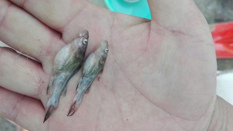 黄颡鱼苗