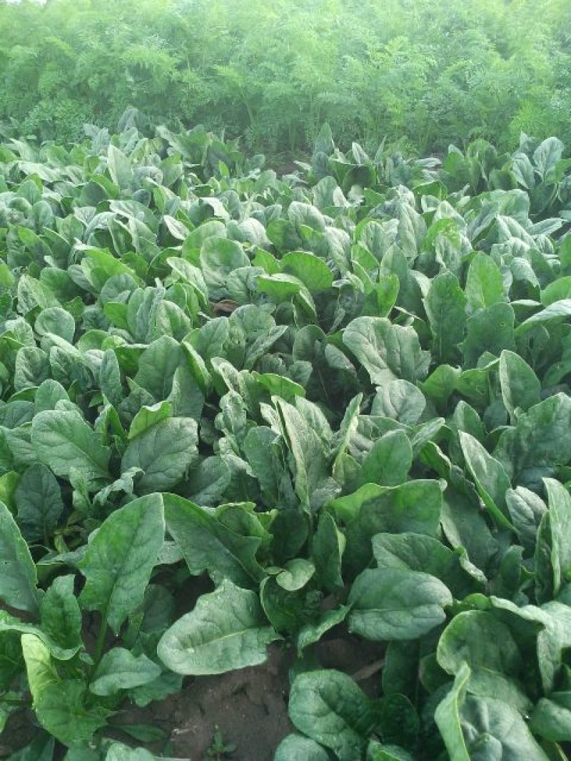 大叶菠菜15~20厘米