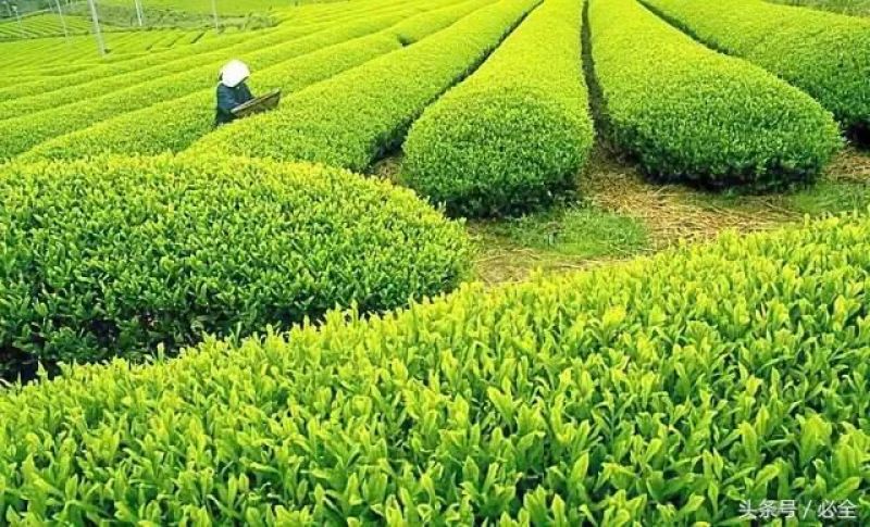 老树茶一级