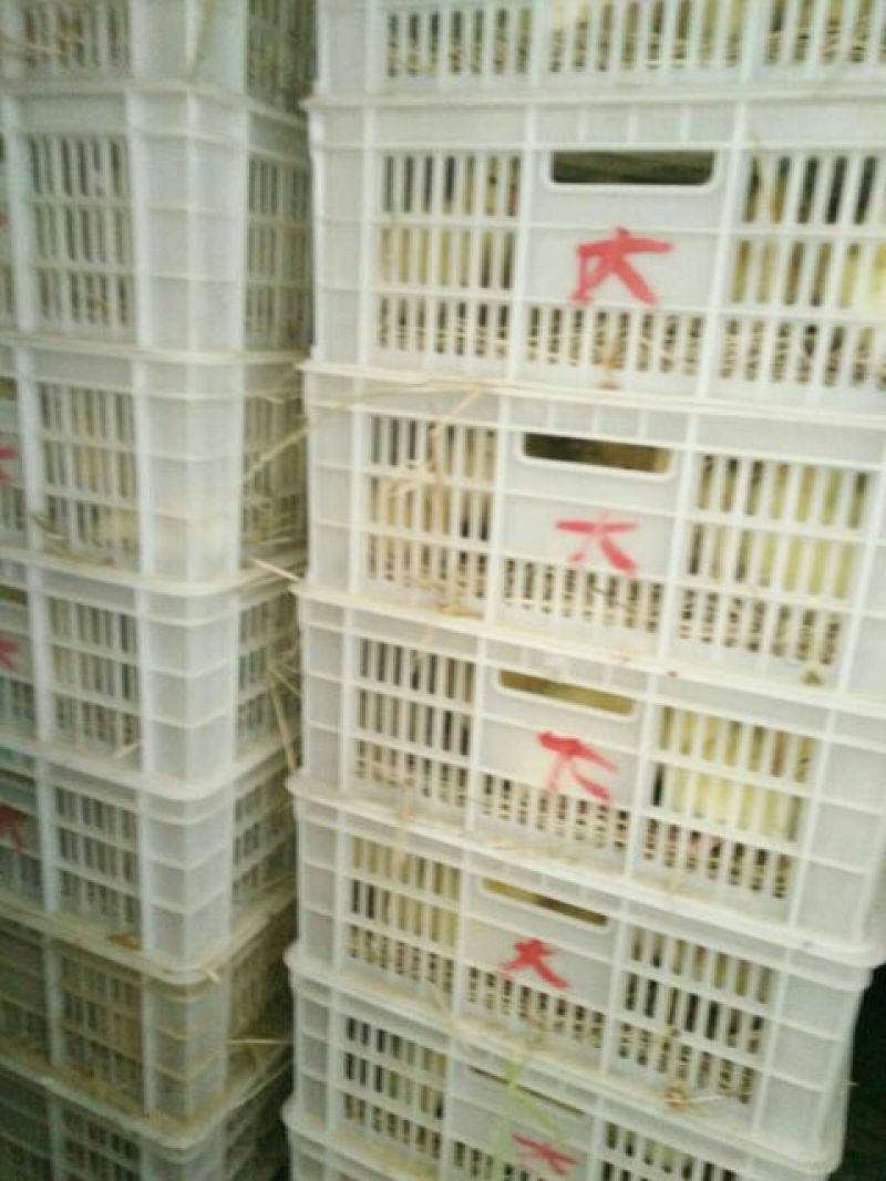 狮头鹅苗250g以下