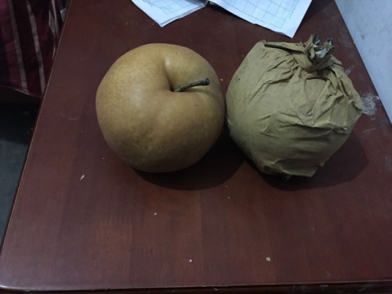 晚秋黄梨