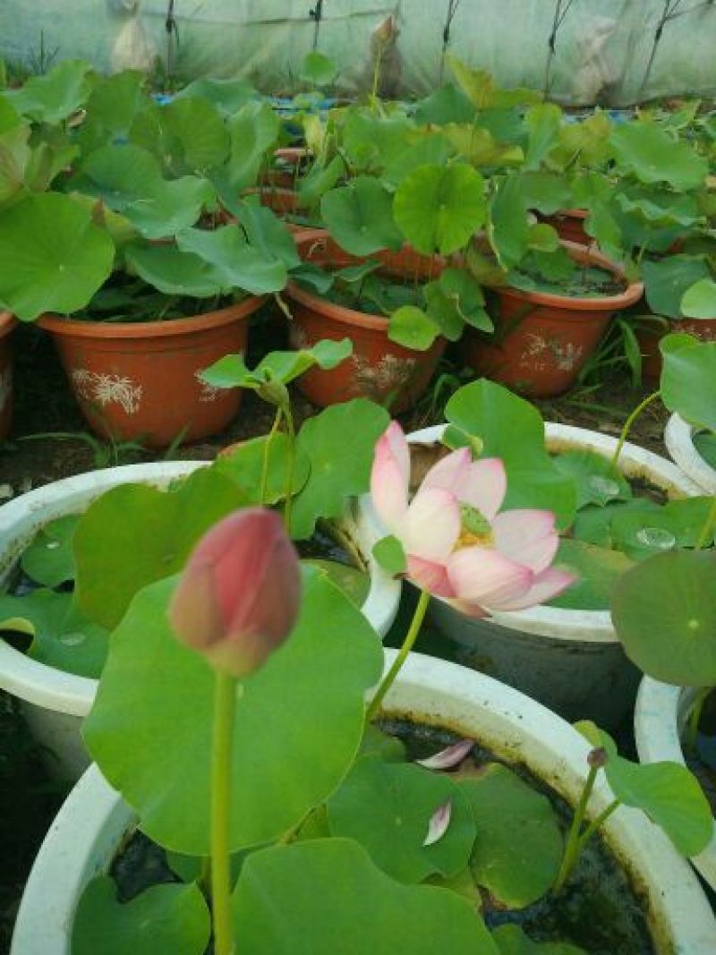 荷花40~50cm