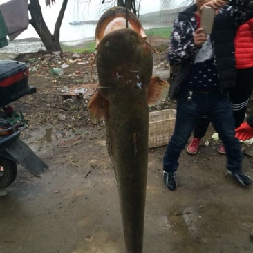 鲢鱼