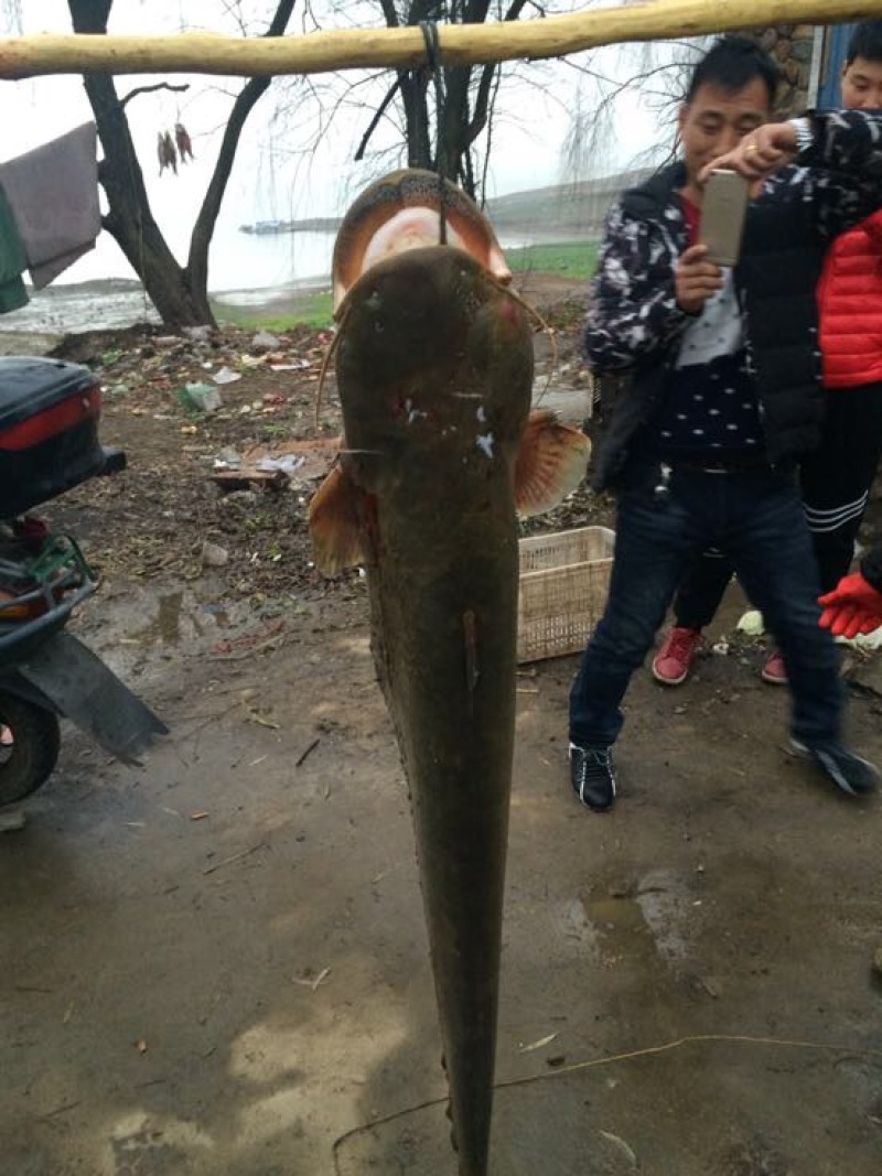 鲢鱼