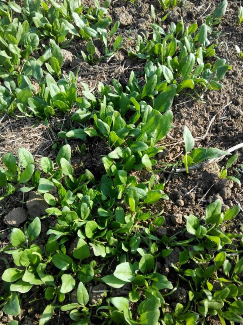 小叶菠菜10~15厘米