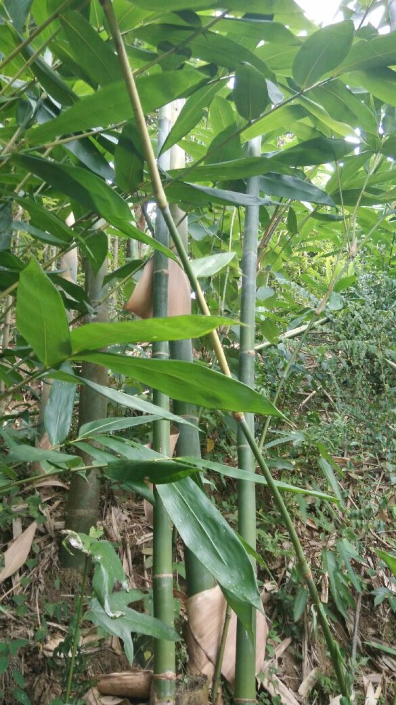 绿竹4~5m