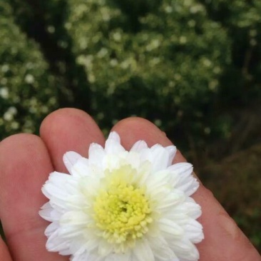 白菊花茶