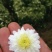 白菊花茶