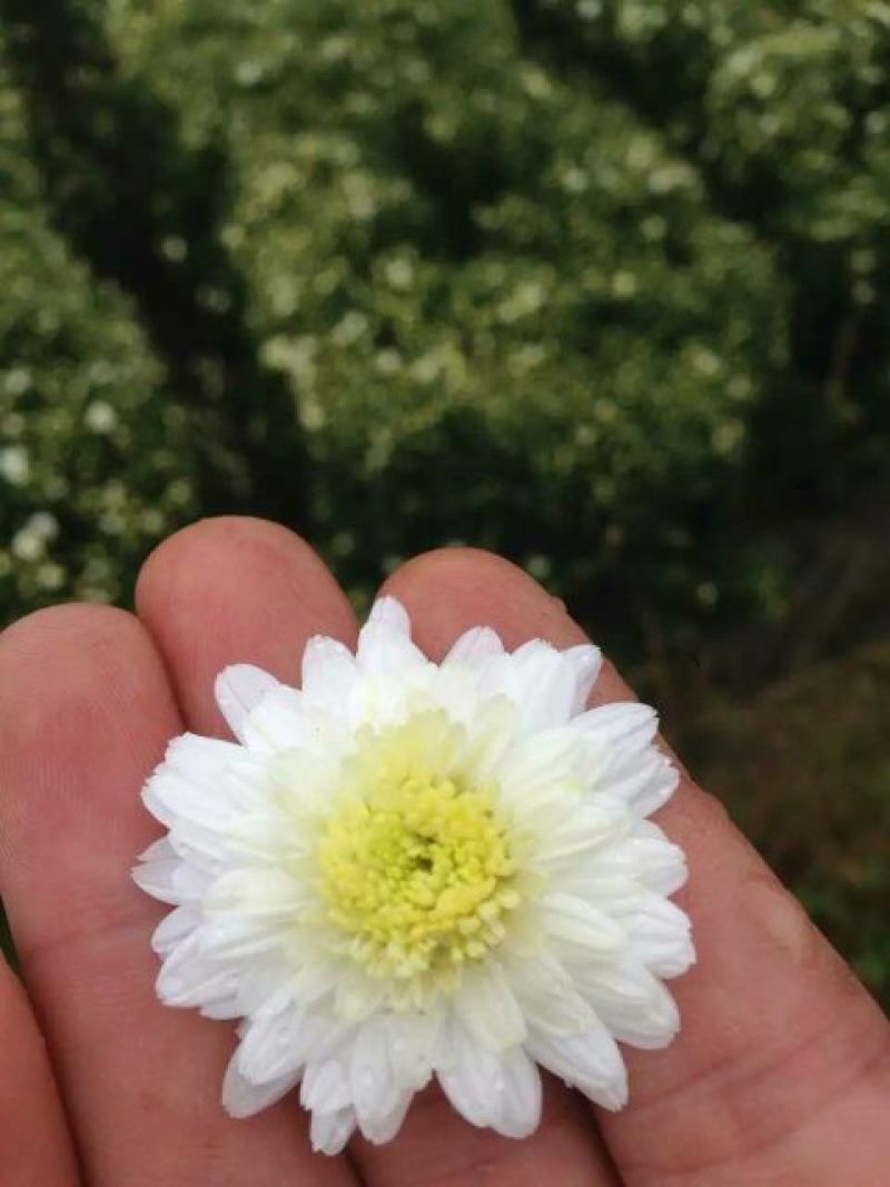 白菊花茶