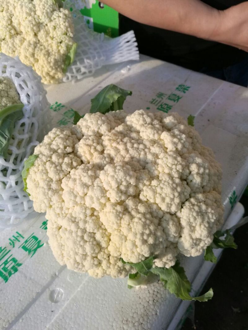 白花菜散装