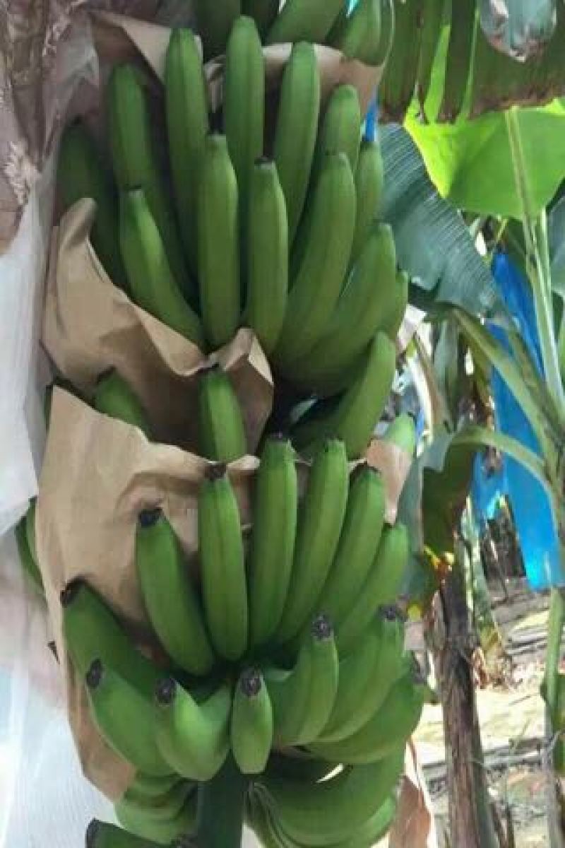 巴西香蕉