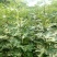 大量出售无花果苗布兰瑞克波姬红品种齐全价格优惠
