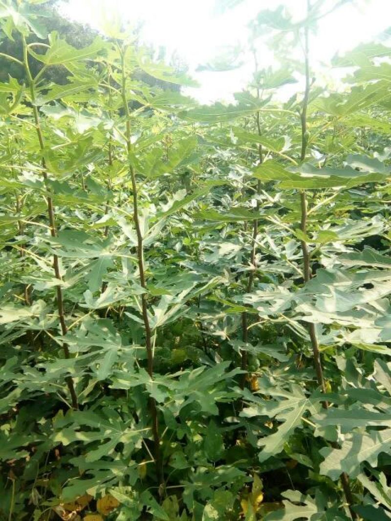 大量出售无花果苗布兰瑞克波姬红品种齐全价格优惠