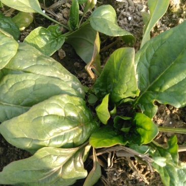 越冬菠菜15~20厘米