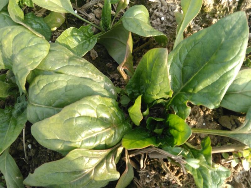 越冬菠菜15~20厘米