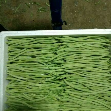 无筋豆20厘米以上，品质有精品，中等，次品，价格实惠！